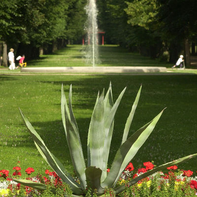 Bild vergrößern: Aloe Vera im Hofgarten