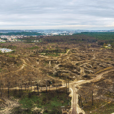 Pignada: Im Juli 2020 zerstörte ein Waldbrandgebiet in Anglet den Pinienwald