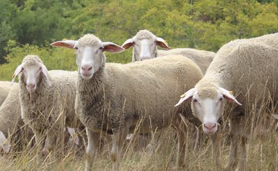 Bild vergr&ouml;&szlig;ern: Schafe Copyright: Landschaftspflegeverband Mittelfranken, Karin Bl&uuml;mlein