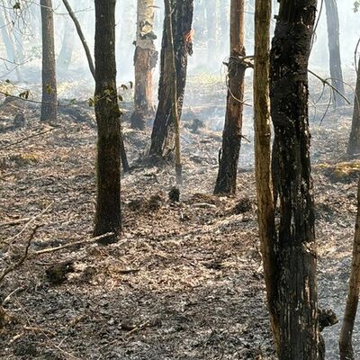 Bild vergr��ern: Waldbrand Bocksberg Ansbach