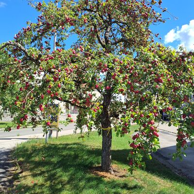 An B&auml;umen mit den gelben B&auml;ndern darf Obst geerntet werden. 